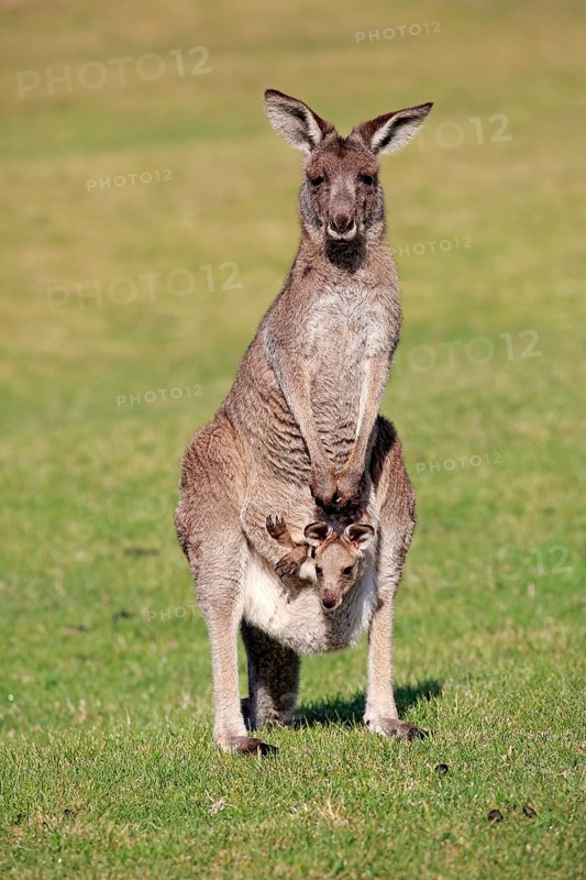 Eastern grey kangaroo (Macropus giganteus)