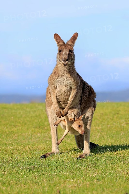 Eastern grey kangaroo (Macropus giganteus)
