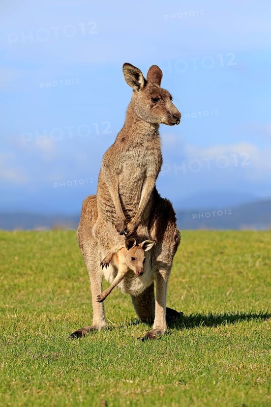 Eastern grey kangaroo (Macropus giganteus)