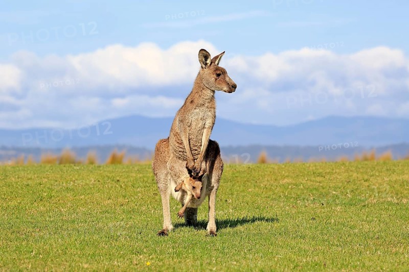 Eastern grey kangaroo (Macropus giganteus)