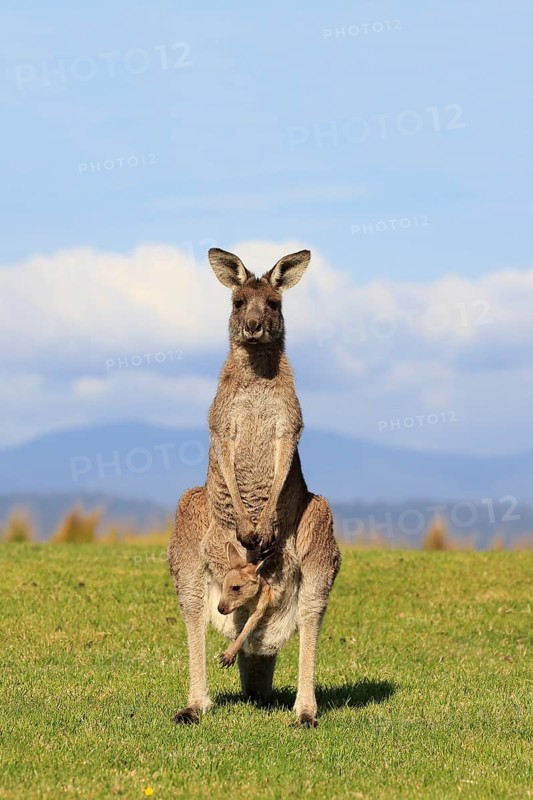 Eastern grey kangaroo (Macropus giganteus)