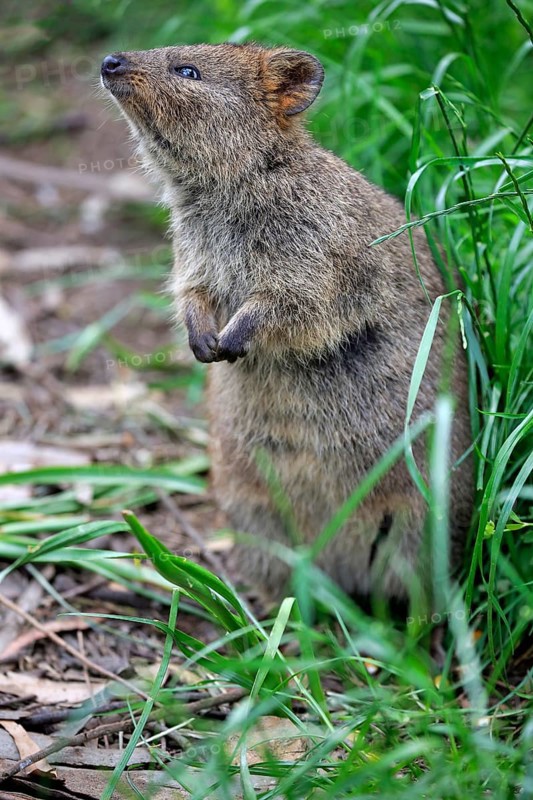 Quokka (Setonix brachyurus)