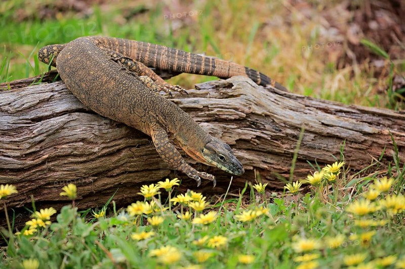 Rosenberg's monitor (Varanus rosenbergi)