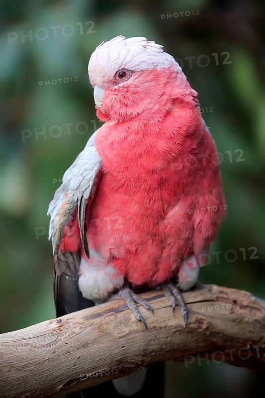 Galah (Eolophus roseicapilla)