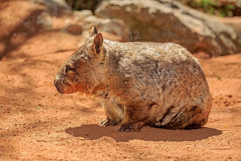 Southern hairy-nosed wombat (Lasiorhinus latifrons)