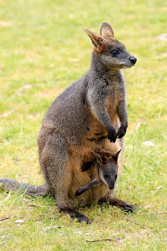 Swamp wallaby (Wallabia bicolor)