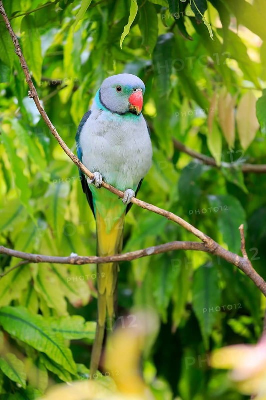 Blue-winged parakeet (Psittacula columboides)