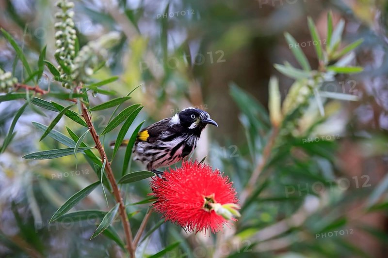 New Holland honeyeater (Phylidonyris novaehollandiae)