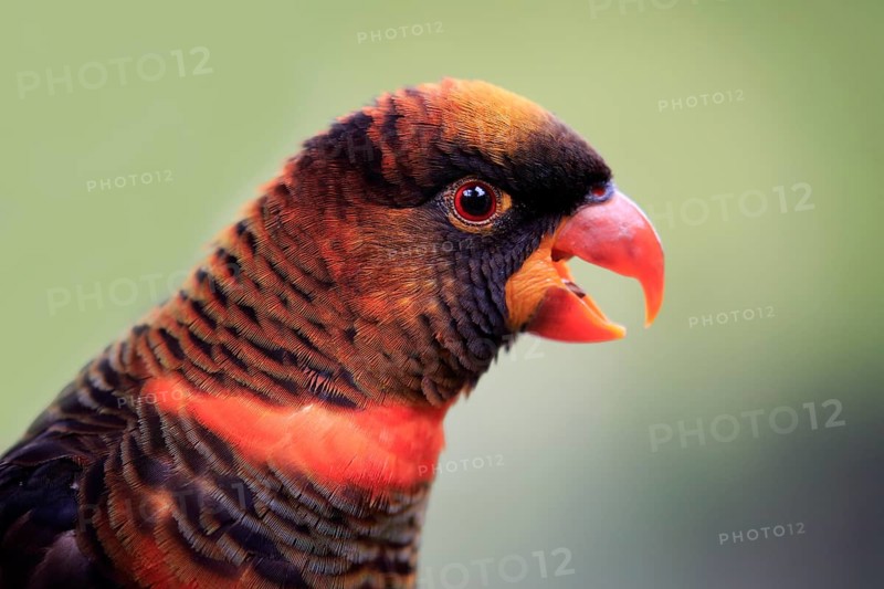 White cub lory (Pseudeos fuscata)