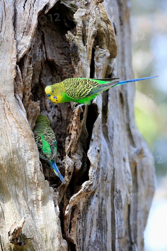 Budgies (Melopsittacus undulatus)