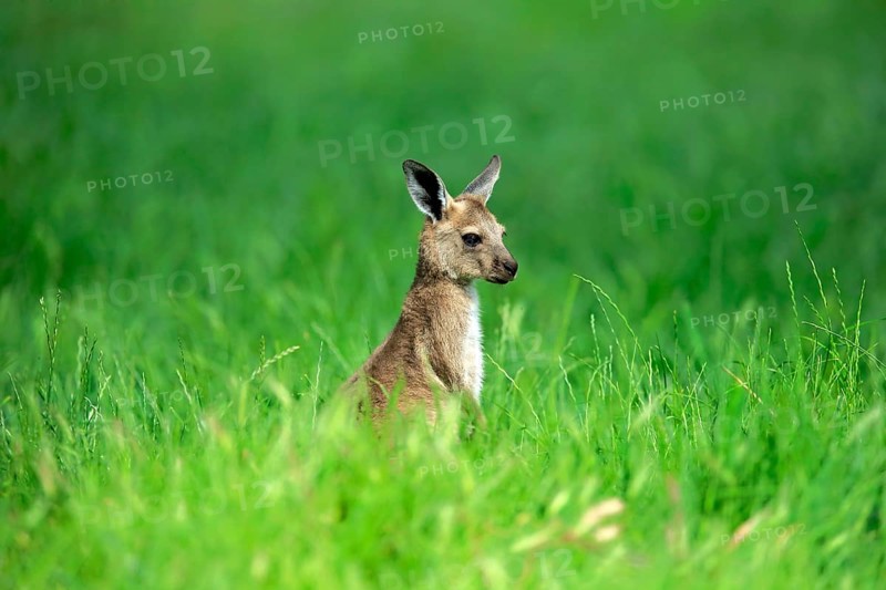 Western gray kangaroo (Macropus fuliginosus)