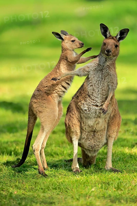 Western gray kangaroo (Macropus fuliginosus)