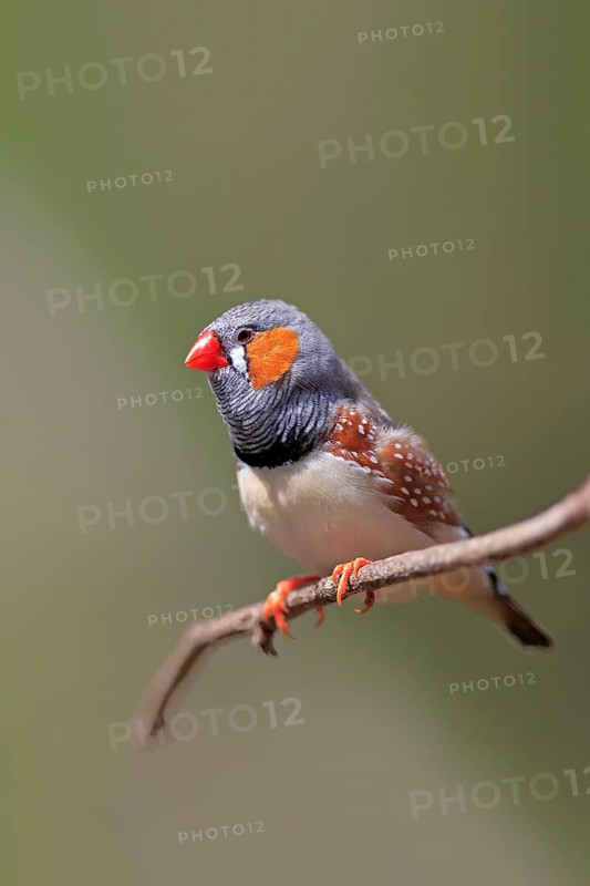 Zebra finch (Taeniopygia guttata)