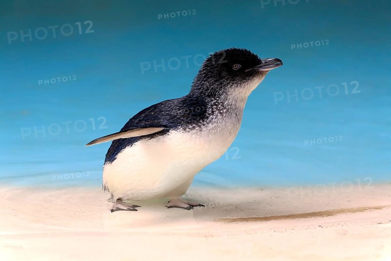 Little penguin (Eudyptula minor)
