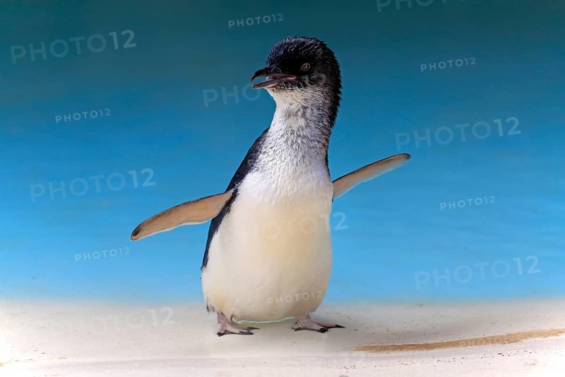 Little penguin (Eudyptula minor)