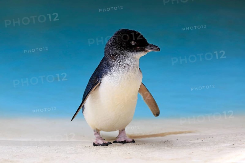 Little penguin (Eudyptula minor)