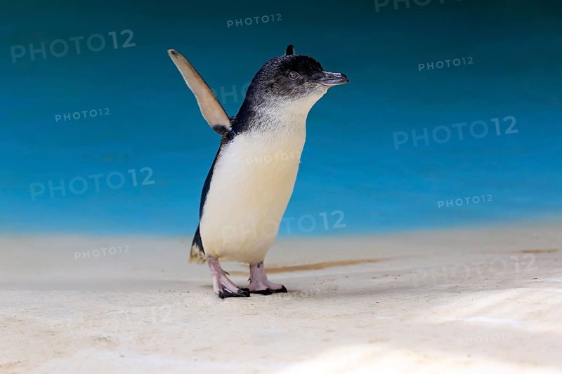 Little penguin (Eudyptula minor)