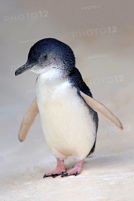Little penguin (Eudyptula minor)