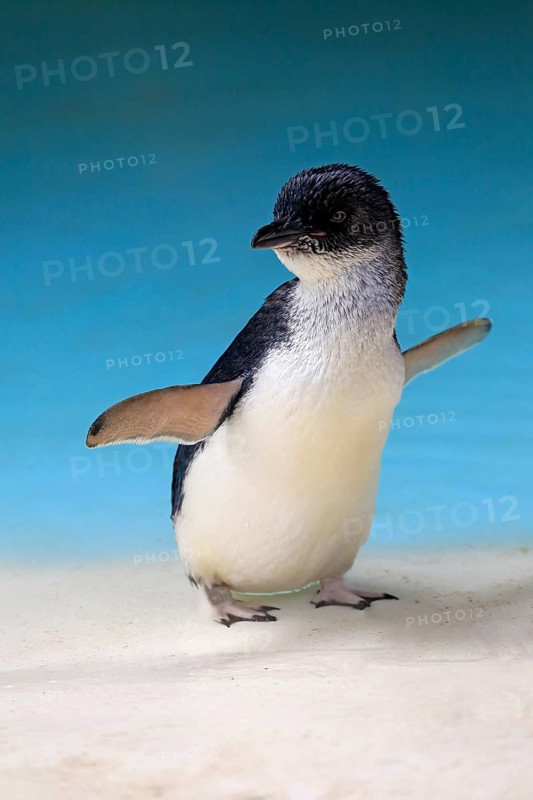 Little penguin (Eudyptula minor)