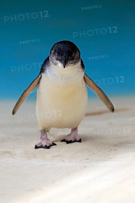 Little penguin (Eudyptula minor)