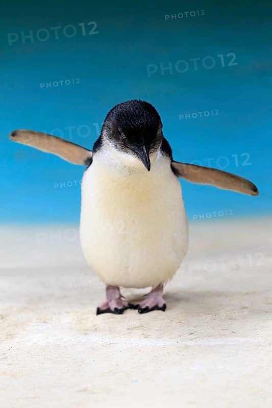 Little penguin (Eudyptula minor)