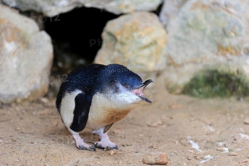 Little penguin (Eudyptula minor)
