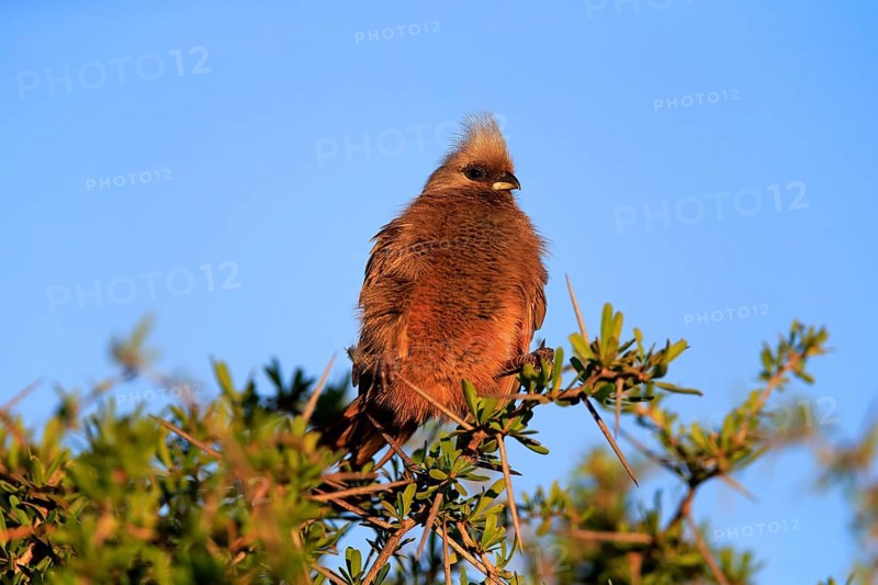 Speckled mousebird (Colius striatus)