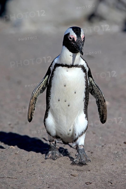 African penguin (Spheniscus demersus)