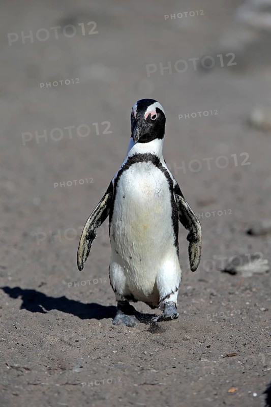 African penguin (Spheniscus demersus)