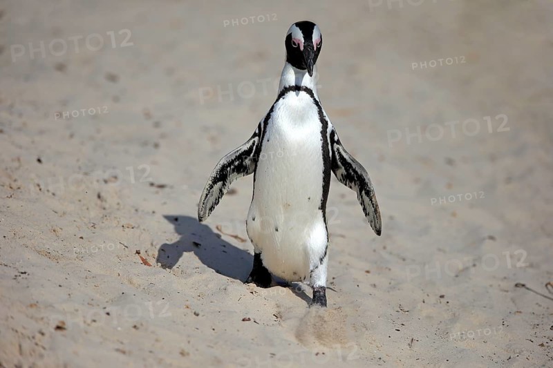 African penguin (Spheniscus demersus)