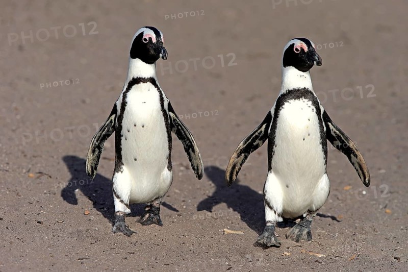 Two African penguins (Spheniscus demersus)