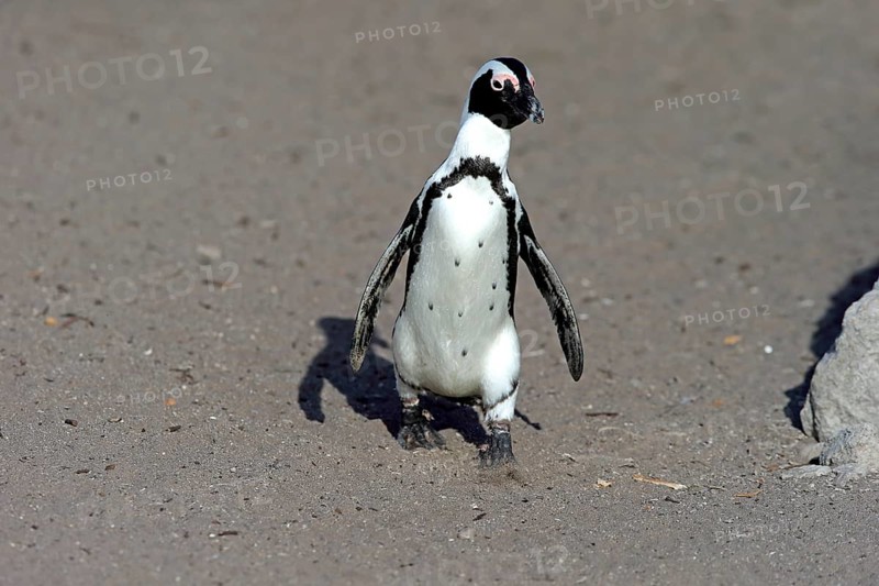 African penguin (Spheniscus demersus)