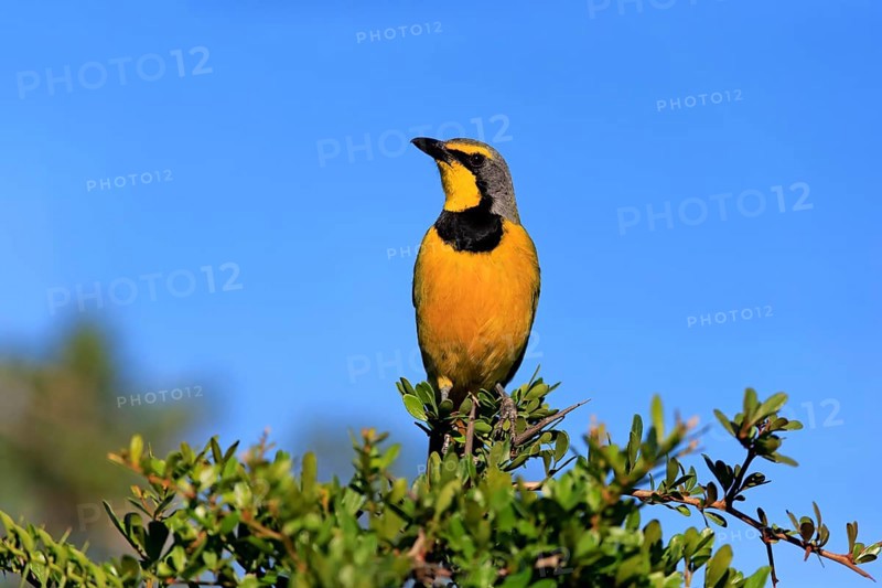 Yellow-throated Longclaw (Macronyx croceus)