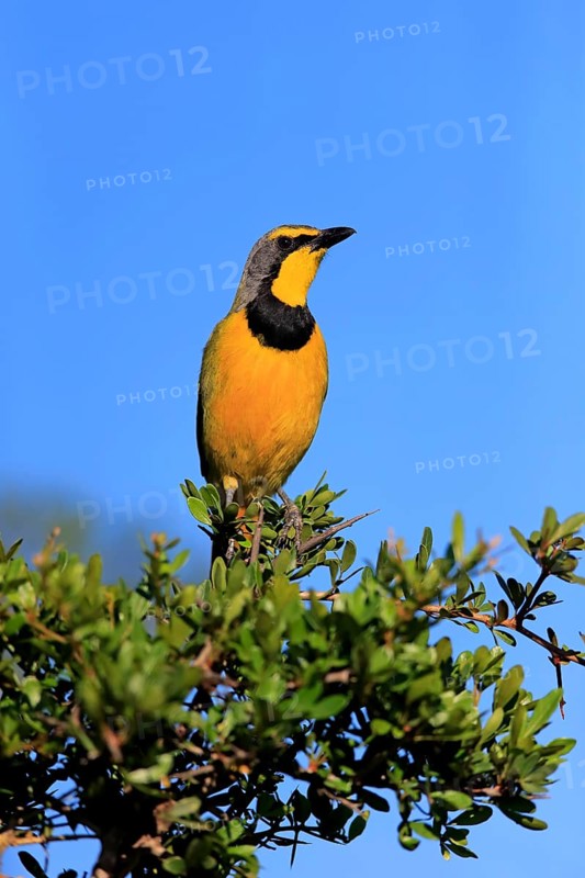 Yellow-throated Longclaw (Macronyx croceus)