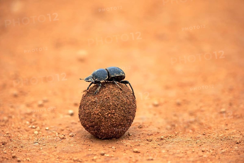 Dung beetle (Scarabaeus sacer)