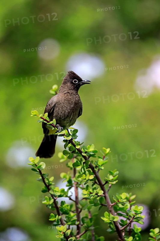 Cape Bulbul (Pycnonotus capensis)
