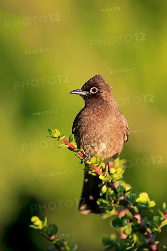 Cape Bulbul (Pycnonotus capensis)