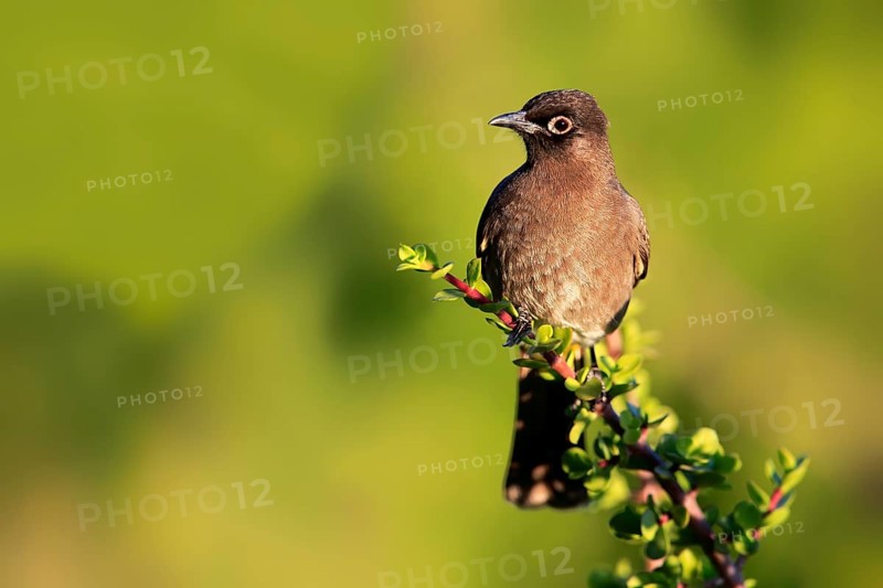 Cape Bulbul (Pycnonotus capensis)