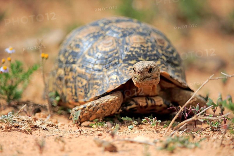 Leopard tortoise (Testudo pardalis)