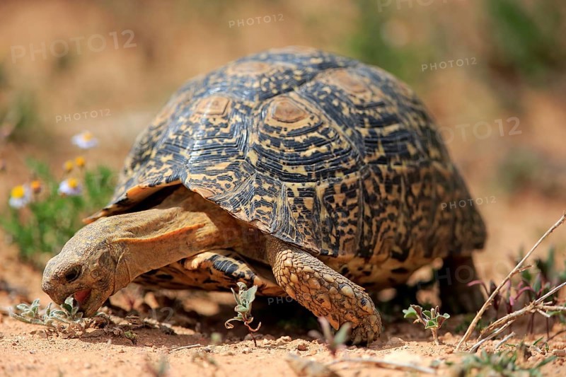 Leopard tortoise (Testudo pardalis)