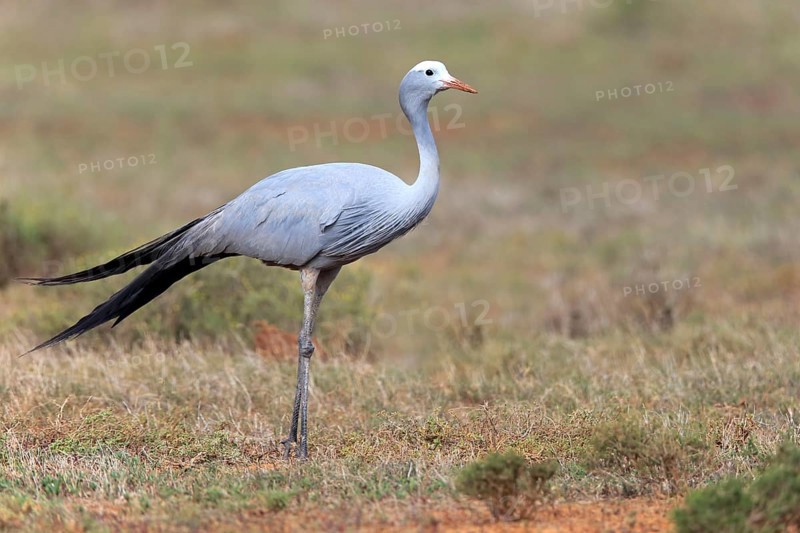 Paradise Crane (Anthropoides paradisea)