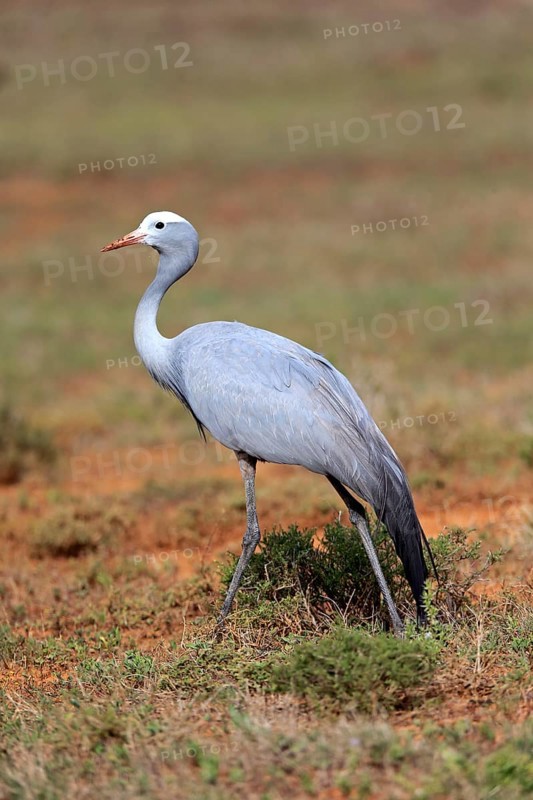 Paradise Crane (Anthropoides paradisea)
