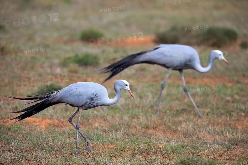 Paradise Crane (Anthropoides paradisea)
