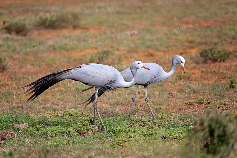 Paradise Crane (Anthropoides paradisea)