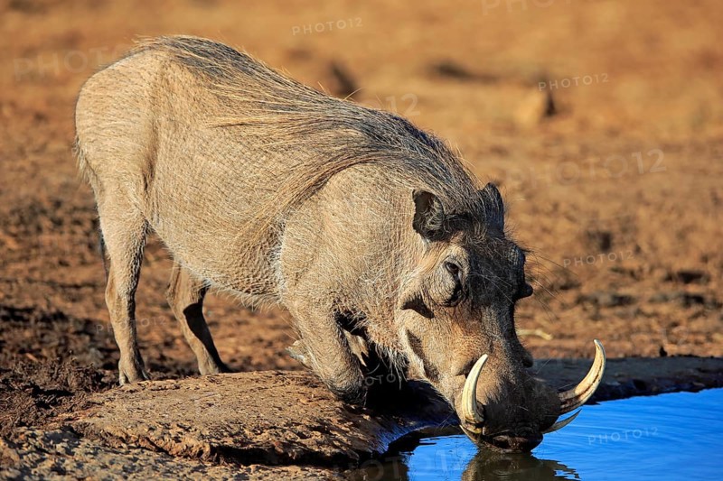 Warthog (Phacochoerus aethiopicus)