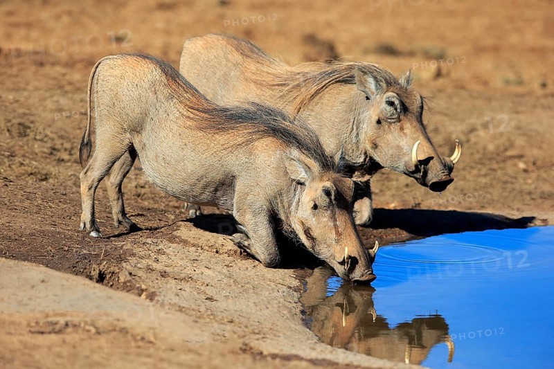 Two warthogs (Phacochoerus aethiopicus)