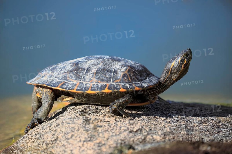Red-eared slider (Trachemys scripta elegans)