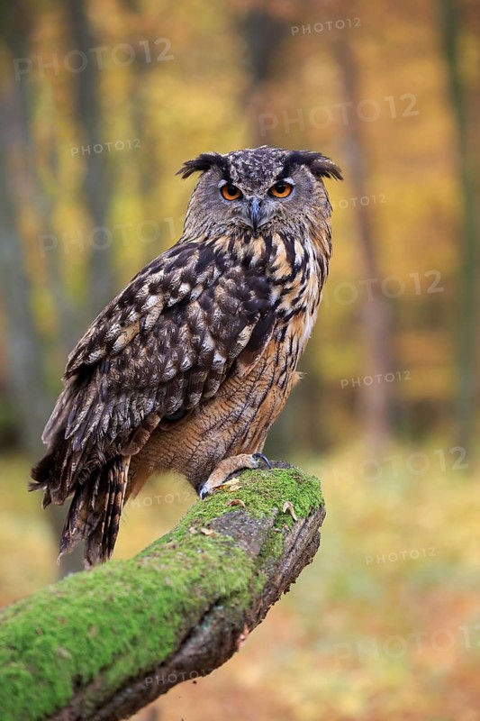 Eurasian eagle-owl (Bubo bubo)