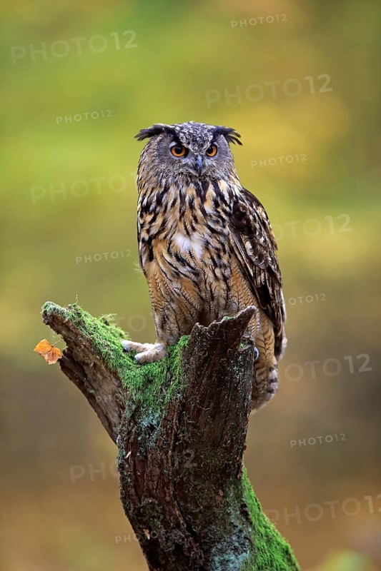 Eurasian eagle-owl (Bubo bubo)