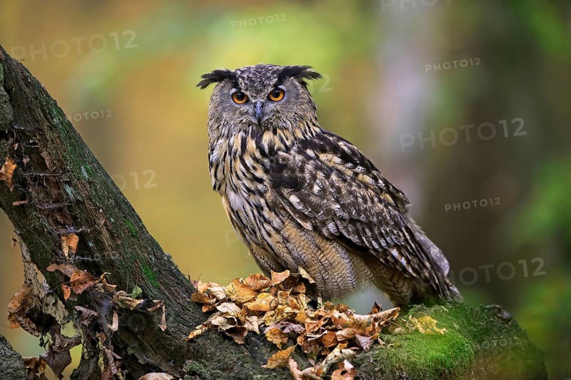 Eurasian eagle-owl (Bubo bubo)